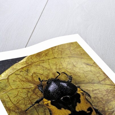Polybaphes sanguinolenta (flower chafer) by Anonymous