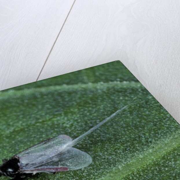 Porphyrophora crithmi (scale insect) - male by Anonymous