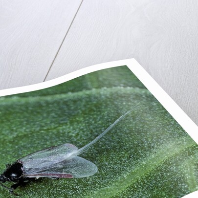 Porphyrophora crithmi (scale insect) - male by Anonymous