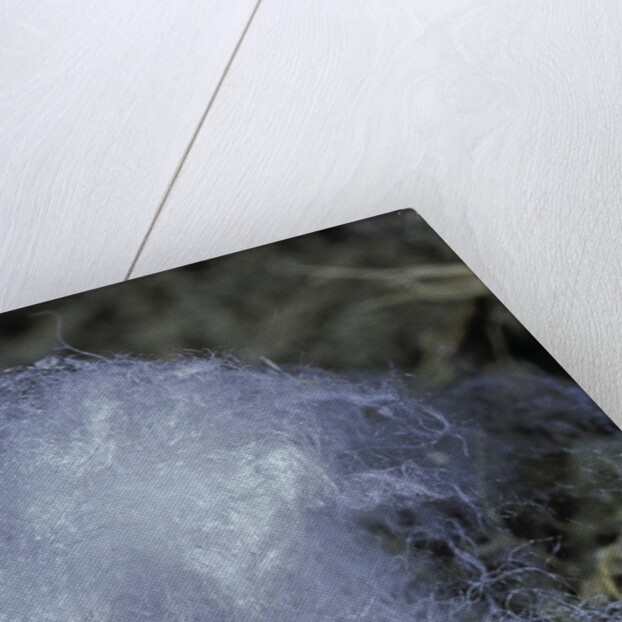 Porphyrophora hamelii (armenian cochineal, ararat scale) - cocoon by Anonymous