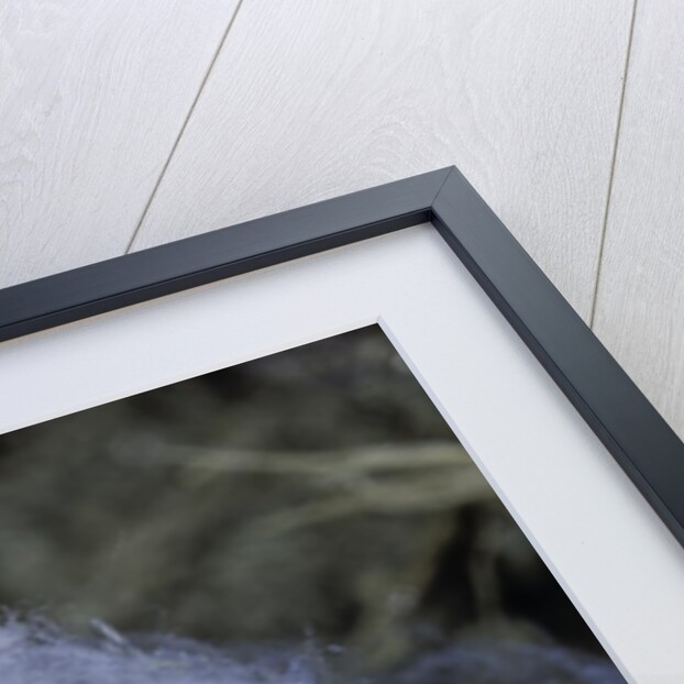 Porphyrophora hamelii (armenian cochineal, ararat scale) - cocoon by Anonymous