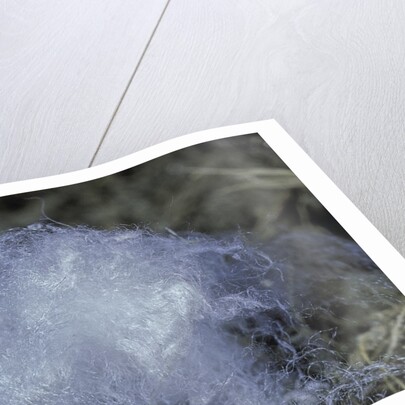 Porphyrophora hamelii (armenian cochineal, ararat scale) - cocoon by Anonymous