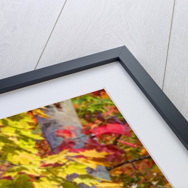 Autumn colors of maple leaves. by Anonymous