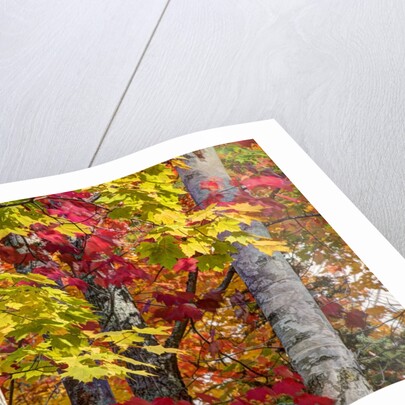 Autumn colors of maple leaves. by Anonymous