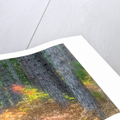 Fall foliage and pine trees in the forest. by Anonymous