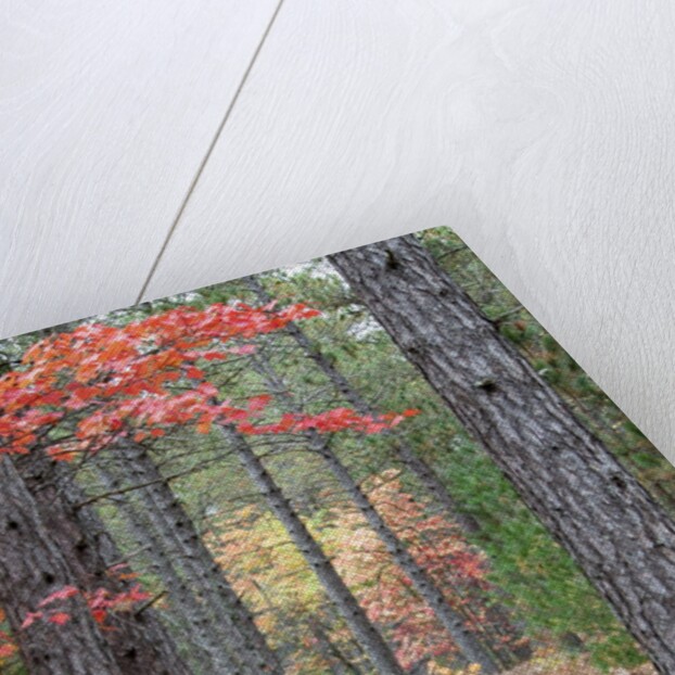 Fall foliage and pine trees in the forest. by Anonymous