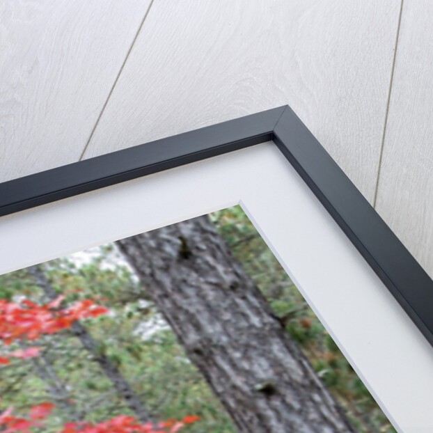 Fall foliage and pine trees in the forest. by Anonymous