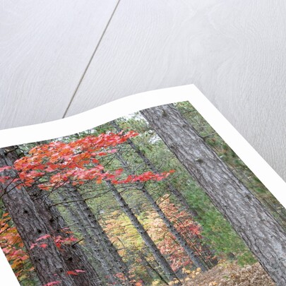 Fall foliage and pine trees in the forest. by Anonymous