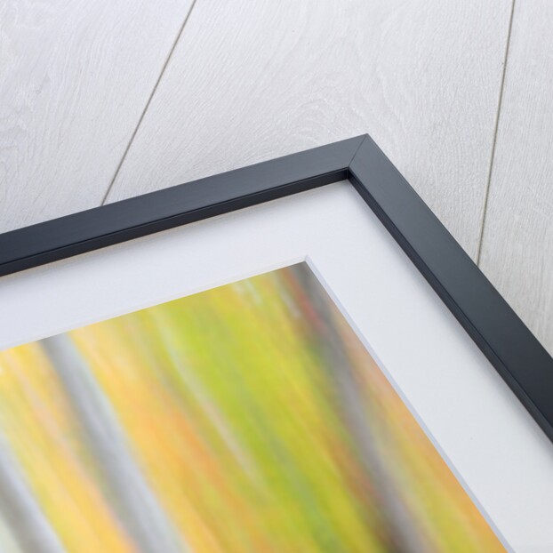 A panned motion blur of autumn woodland. by Anonymous