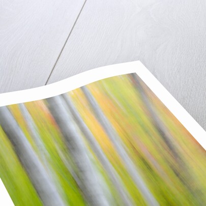 A panned motion blur of autumn woodland. by Anonymous