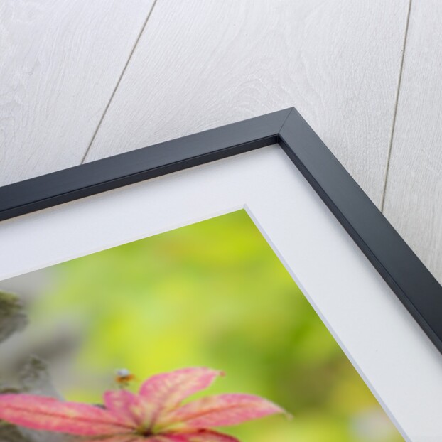 A close-up of a birch tree in a birch forest. by Anonymous
