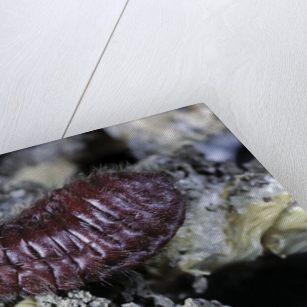 Porphyrophora hamelii (armenian cochineal, ararat scale) - female by Anonymous