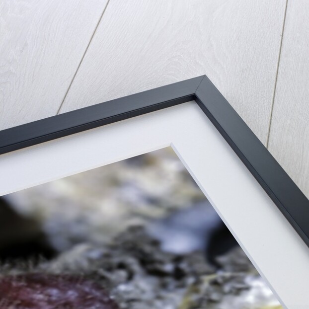 Porphyrophora hamelii (armenian cochineal, ararat scale) - female by Anonymous