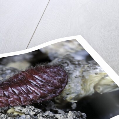 Porphyrophora hamelii (armenian cochineal, ararat scale) - female by Anonymous