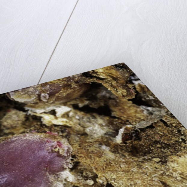 Porphyrophora sophorae (scale insect) - cyst by Anonymous