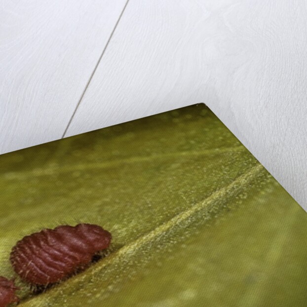 Porphyrophora sophorae (scale insect) - male larvae by Anonymous