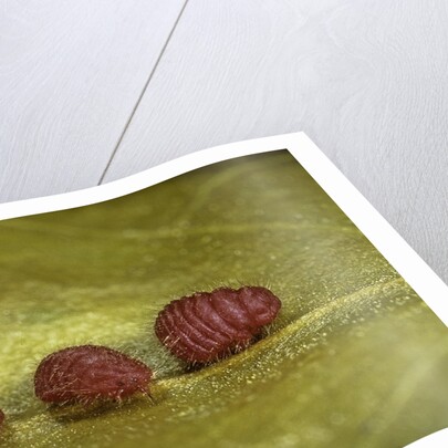 Porphyrophora sophorae (scale insect) - male larvae by Anonymous