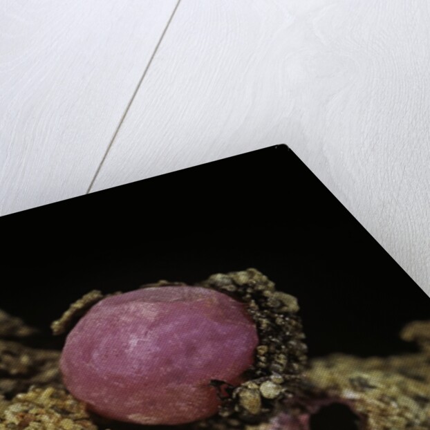 Porphyrophora violaceae (scale insect) - cyst by Anonymous