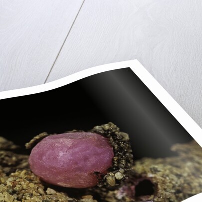 Porphyrophora violaceae (scale insect) - cyst by Anonymous