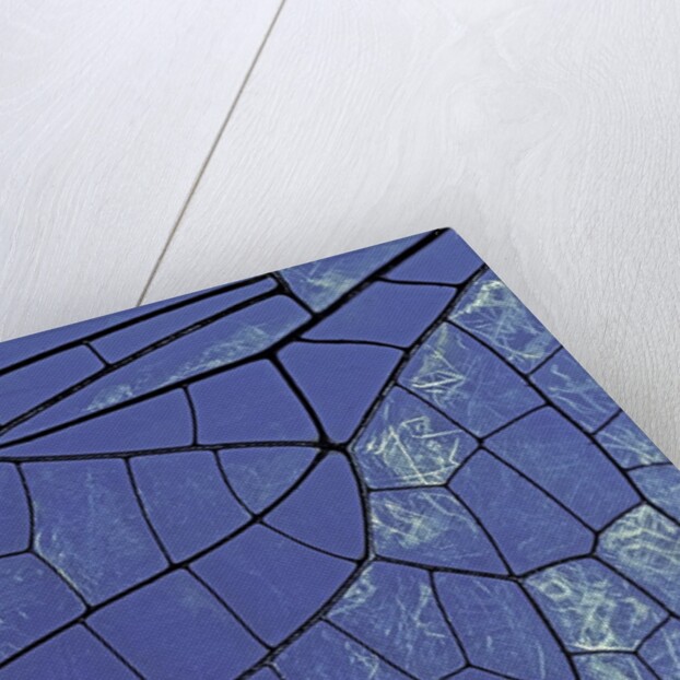 dragonfly wing - detail by Anonymous