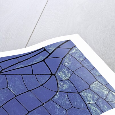 dragonfly wing - detail by Anonymous