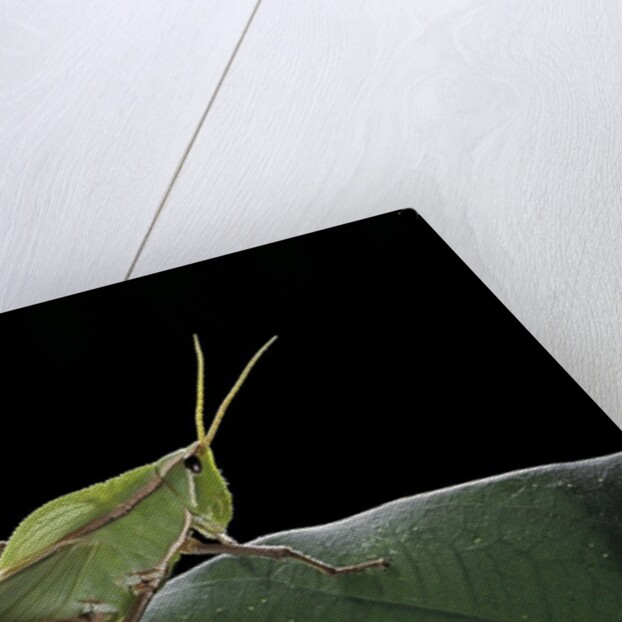 Prionolopha serrata (serrate lubber grasshopper) by Anonymous