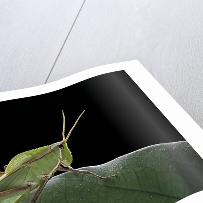 Prionolopha serrata (serrate lubber grasshopper) by Anonymous