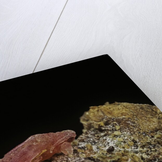 Porphyrophora violaceae (scale insect) - male pupa by Anonymous