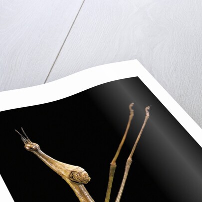 Proscopia luceomaculata (stick grasshopper) by Anonymous