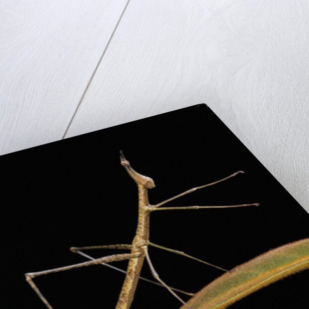 Proscopia luceomaculata (stick grasshopper) by Anonymous