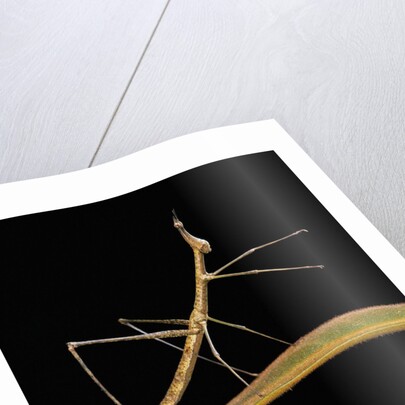 Proscopia luceomaculata (stick grasshopper) by Anonymous