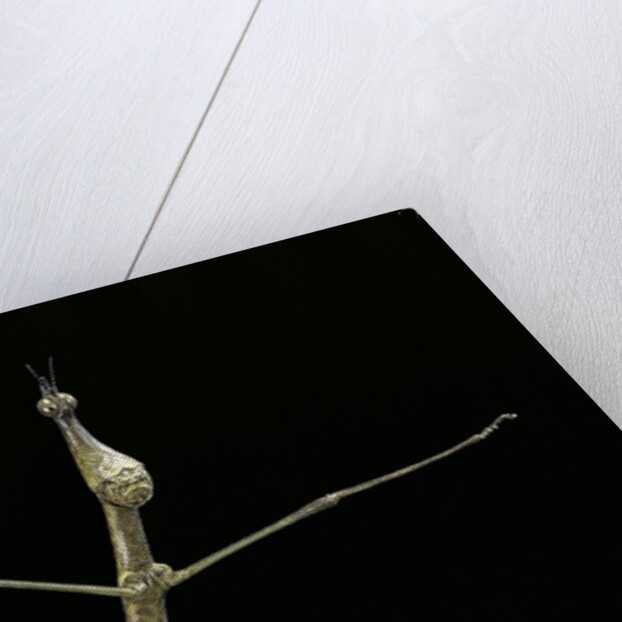 Proscopia luceomaculata (stick grasshopper) by Anonymous