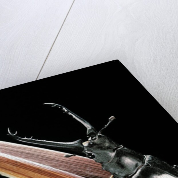 Prosopocoilus giraffa (giraffe stag-beetle) - male by Anonymous