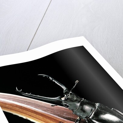 Prosopocoilus giraffa (giraffe stag-beetle) - male by Anonymous