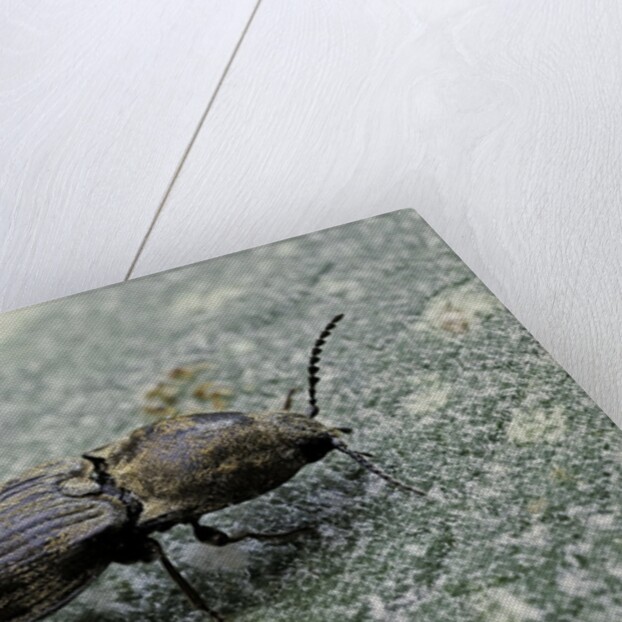 Prosternon tessellatum (click beetle) by Anonymous