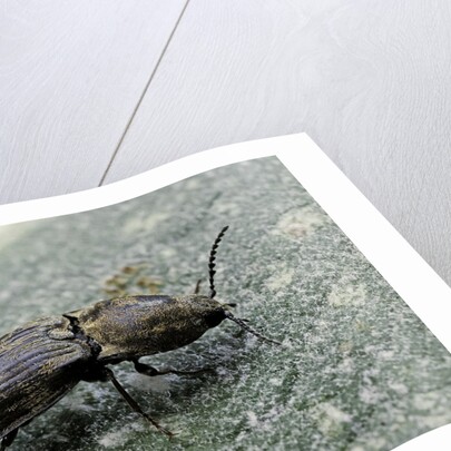 Prosternon tessellatum (click beetle) by Anonymous