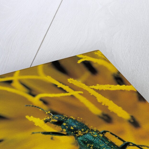 Psilothrix viridicoerulea (soft-winged flower beetle) by Anonymous