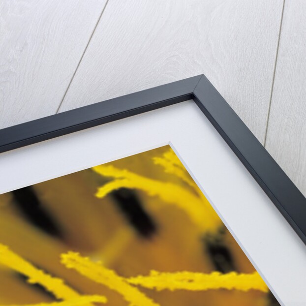 Psilothrix viridicoerulea (soft-winged flower beetle) by Anonymous