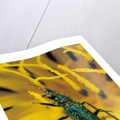 Psilothrix viridicoerulea (soft-winged flower beetle) by Anonymous