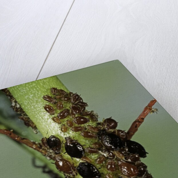 Aphids colony by Anonymous