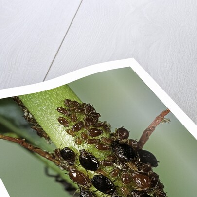 Aphids colony by Anonymous