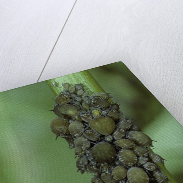 Aphids colony by Anonymous