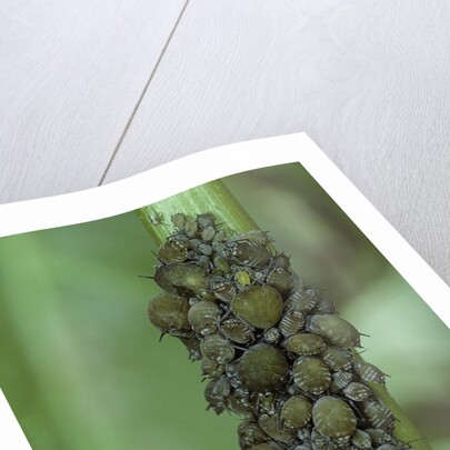 Aphids colony by Anonymous