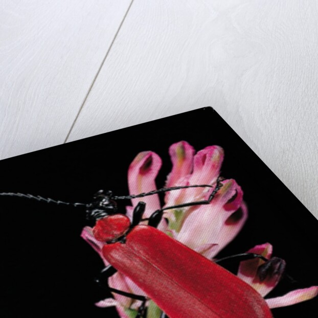 Pyrochroa serraticornis (scarlet lily beetle) by Anonymous