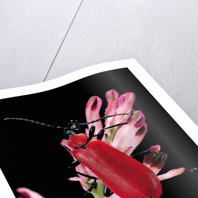 Pyrochroa serraticornis (scarlet lily beetle) by Anonymous