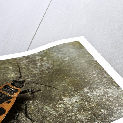 Pyrrhocoris apterus (firebug) by Anonymous