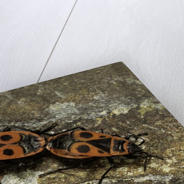 Pyrrhocoris apterus (firebug) mating by Anonymous