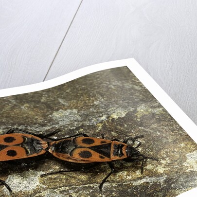 Pyrrhocoris apterus (firebug) mating by Anonymous