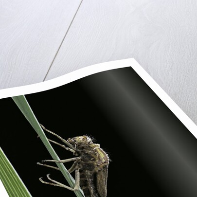 Pyrrhosoma nymphula (large red damselfly) - emerging by Anonymous
