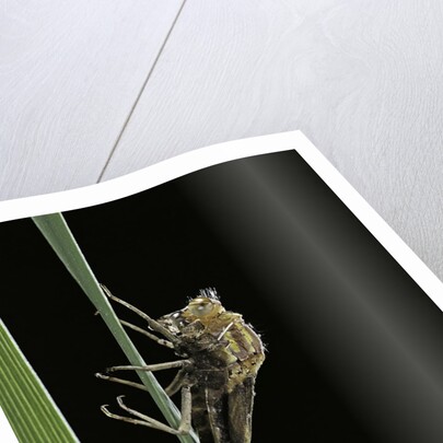 Pyrrhosoma nymphula (large red damselfly) - emerging by Anonymous